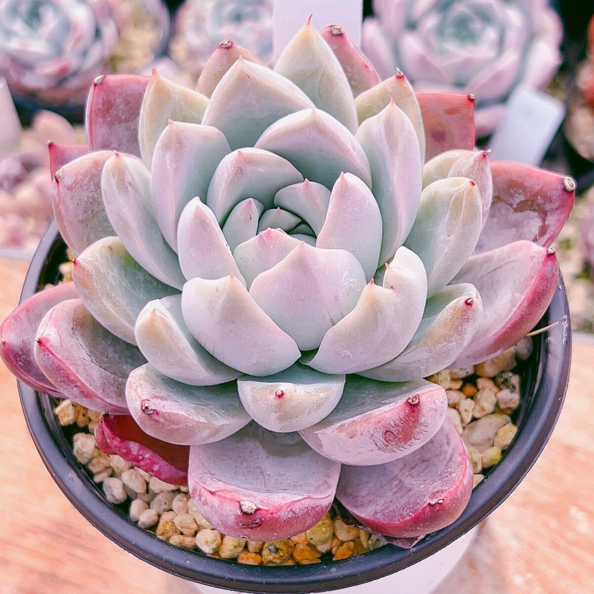 Amazon.co.jp: D！！多肉植物 ピンクシャイニング 特大 レア苗 韓国苗